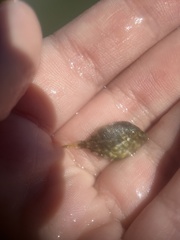 Stephanolepis hispida