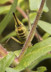 Oecanthus nigricornis