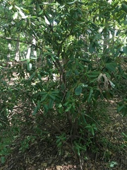Rhododendron maximum