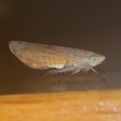 Synophropsis lauri