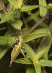 Oecanthus nigricornis