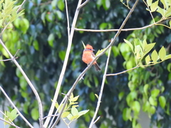 Pyrocephalus rubinus