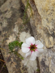 Adenandra