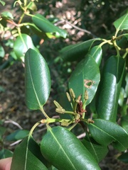 Rhododendron maximum