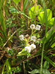 Achillea alpina camtschatica