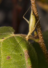 Oecanthus nigricornis