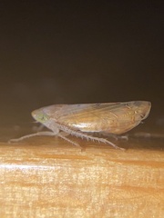 Synophropsis lauri