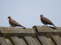 Streptopelia senegalensis senegalensis