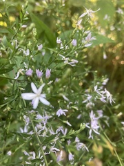 Symphyotrichum shortii