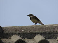 Motacilla capensis capensis