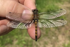 Leucorrhinia rubicunda
