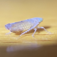 Synophropsis lauri