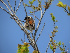 Passer melanurus melanurus