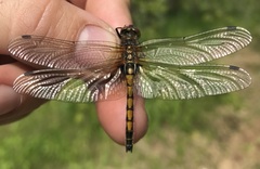 Leucorrhinia rubicunda