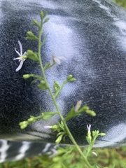 Symphyotrichum shortii