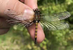 Leucorrhinia rubicunda