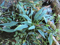 Orontium aquaticum