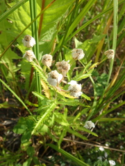 Achillea alpina camtschatica