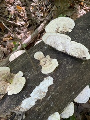 Trametes gibbosa