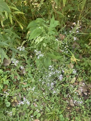 Symphyotrichum shortii
