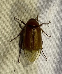 Phyllophaga