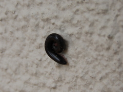 Ommatoiulus moreleti