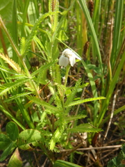 Achillea alpina camtschatica