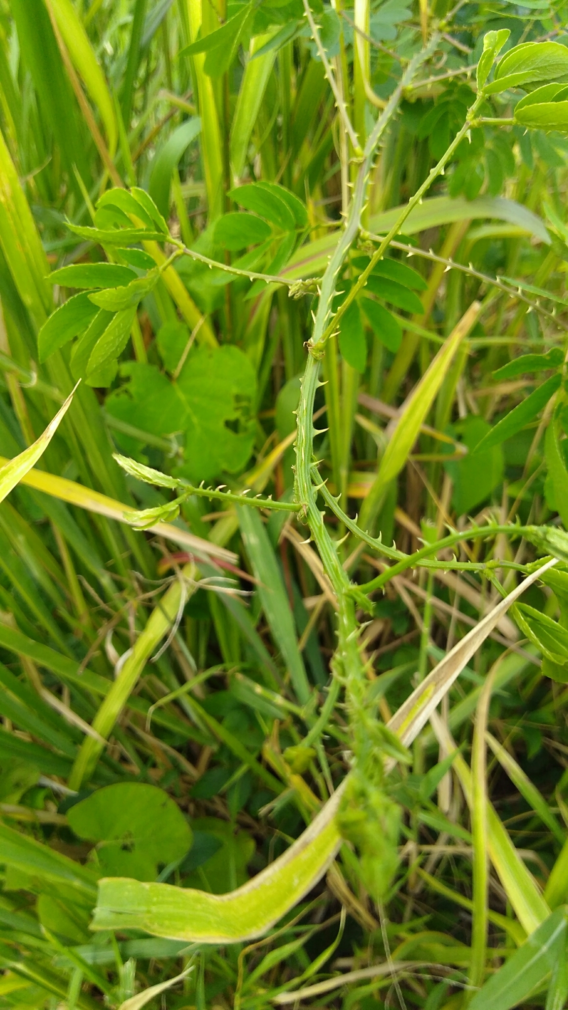 Mimosa casta