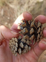 Pinus nigra