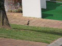 Cossypha caffra caffra