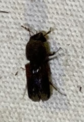 Bostrichidae
