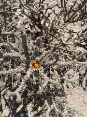 Cylindropuntia ramosissima
