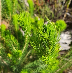 Erica viscaria