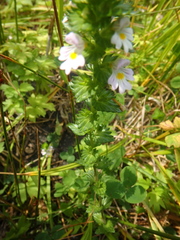 Euphrasia maximowiczii