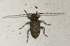Astyleiopus variegatus