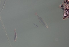 Scardinius erythrophthalmus