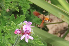 Macroglossum trochilus