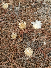 Leuzea conifera