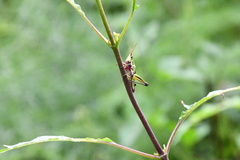 Sphenarium