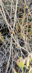Coccinella transversoguttata