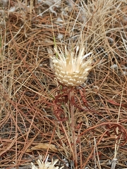 Leuzea conifera
