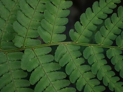 Dryopteridoideae