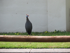 Numida meleagris coronatus
