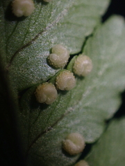 Dryopteridoideae