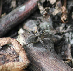 Oxyopes scalaris
