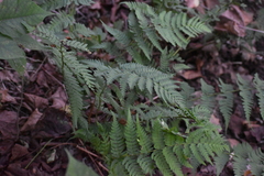 Dryopteridoideae