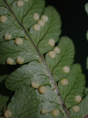 Dryopteridoideae
