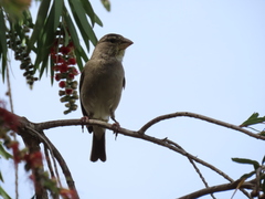 Crithagra albogularis