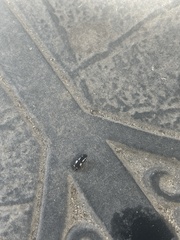 Glischrochilus quadrisignatus