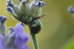 Chrysolina americana